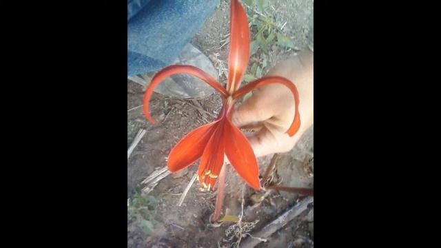 ШПРЕКЕЛИЯ (SPREKELIA) сем. Амарилисовые смотреть онлайн