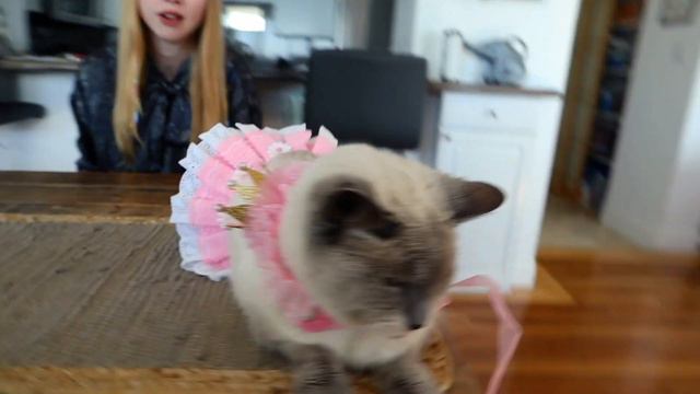 Dressing Up Our Cats *$200 AMAZON HAUL* смотреть онлайн