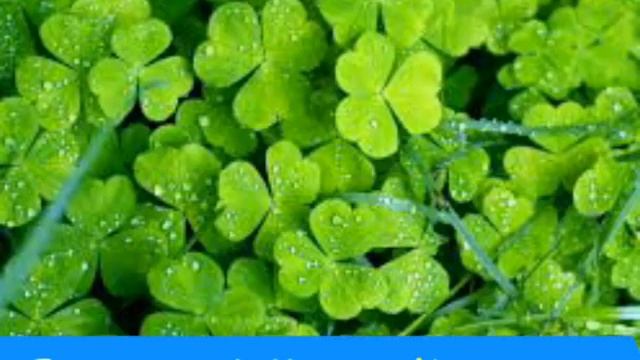 ~Какой ты цвет?~ {Гороскоп} смотреть онлайн