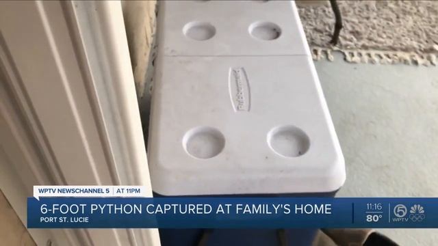 Police capture six-foot python close to entering Port St. Lucie home смотреть онлайн
