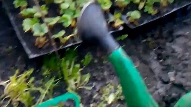 клубника после заморозка в -5 градусов,снимаем стресс у растения смотреть онлайн