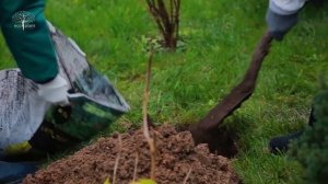 Ландшафтный дизайн на пятерку? "Звездная" живая изгородь из 45 туи брабант и 11 сосен крупномеров