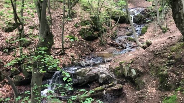 Дендропарк Степанаванский/ Место отдыха и лечения/ Волшебная природа Армении/ Хвойный лес Армении смотреть онлайн