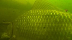 Поклевки карася. Подводная съемка. Ловил поплавочной удочкой  на червя и мякоть хлеба. Рыбалка (1)