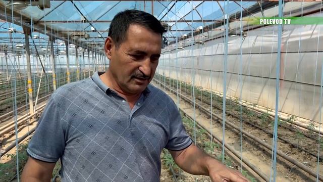 Чем удобрять томаты в теплице! ЧТО И ЗАЧЕМ?! смотреть онлайн