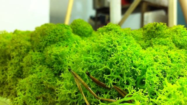 LichenUrbain | UrbanLichen смотреть онлайн