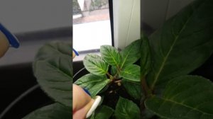 Прищипка фуксий по методу  Дэйва Кларку