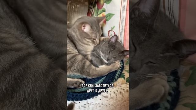 Почему кошка лижет или жует волосы хозяина #коты #кот смотреть онлайн