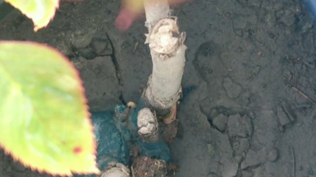 Розы из питомника Rozem. Посадка 2018 года. смотреть онлайн