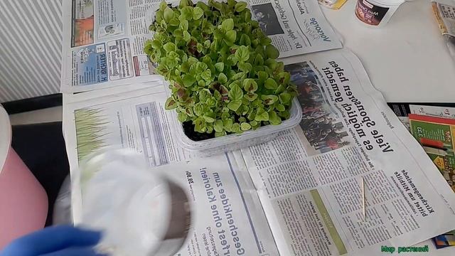 Посев и пикировка Колеуса. Колеус - разноцветное покрывало на клумбе.