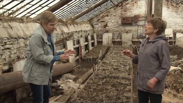 Какие бывают саженцы яблони. Полезно знать. смотреть онлайн