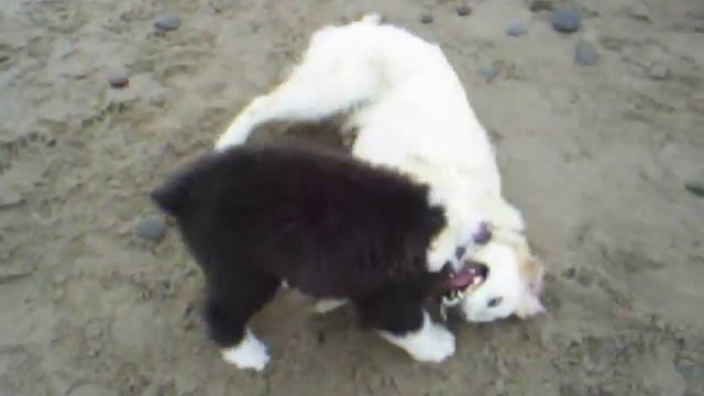 Laika gets a hold of Maggie and won't let go! смотреть онлайн