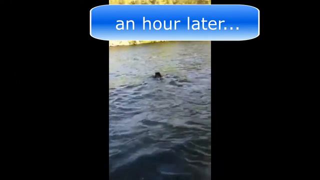 Canadian black bear going for a swim! Канадский чёрный медведь на водных процедурах :) смотреть онлайн