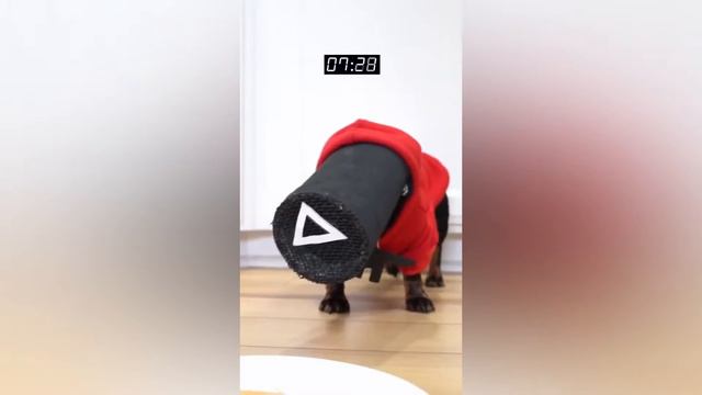 Игра в кальмара для таксы смотреть онлайн