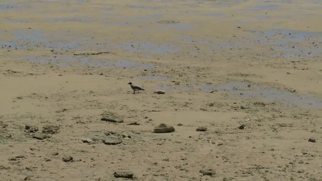 Canon Powershot SX50 HS - Megazoom - Paparazzi Cam - Soma Bay Egypt смотреть онлайн