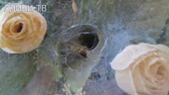 0009 - Видео в ловушке паука часть 2 В паутине какое то насекомое как козявка и жучок. смотреть онлайн