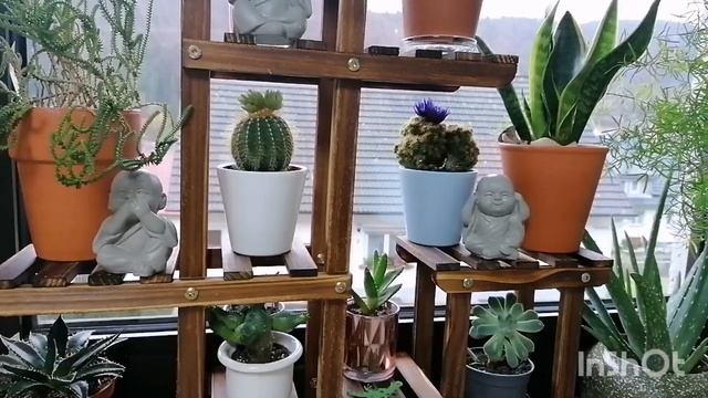 Как поливать суккуленты #влог #мотивация #растения #цветы #суккуленты #полив #комнатныерастения # смотреть онлайн