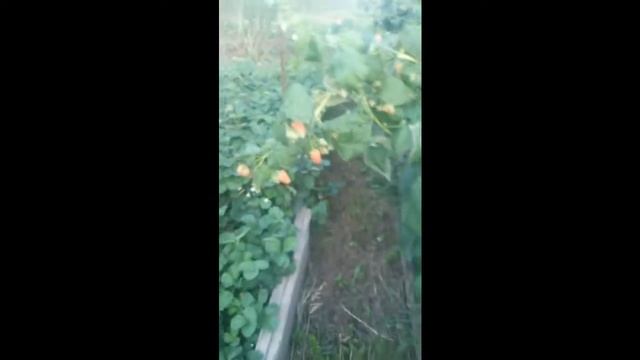 видео обзор малины ремонтантной 2017г. смотреть онлайн