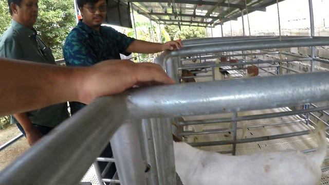 BAGONG IMPORTED GOATS NG HBR JACOB'S GOAT FARM PINAKITA NA/BOER GOAT FARMING /BAUAN BATANGAS смотреть онлайн
