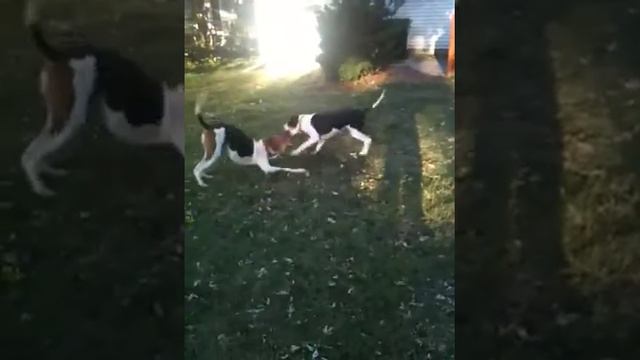 Hound fight смотреть онлайн