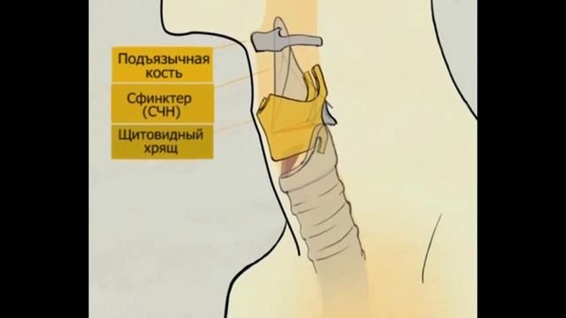 Строение гортани смотреть онлайн