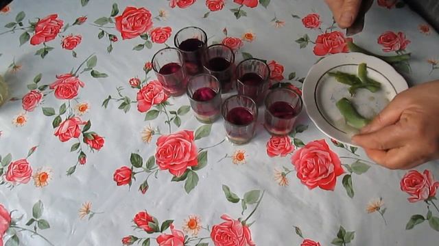 Подготовка семян томатов (обработка, обеззараживание) перед посевом смотреть онлайн