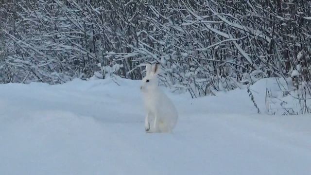 Заяц бежит по дороге смотреть онлайн