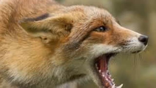Punctuating Dialogue- "What does the fox say?" смотреть онлайн