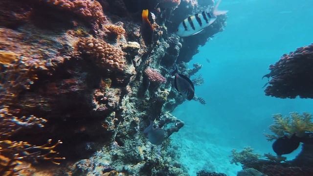 Фридайвинг красивое видео смотреть онлайн