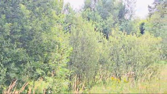 ЗУ:559 в д.Мостки смотреть онлайн