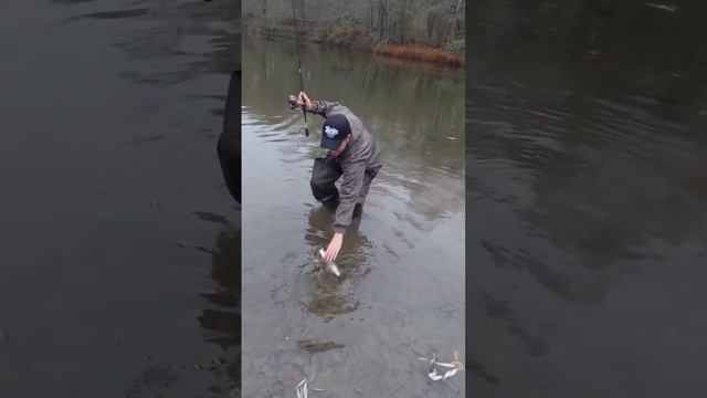 Голавль на микроколебалку??#youtube #shorts #рыбалка #fish #fishing #голавль #спиннинг #hungry_fish смотреть онлайн