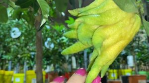 Обзор цитрусов: цитроны