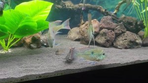 Геофагус Свени Рио Парана