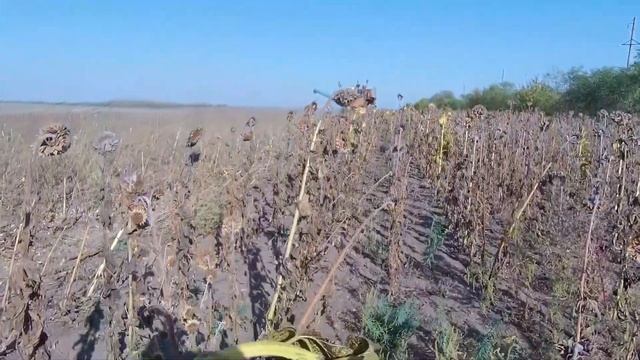 УборкА ПодсолнухА 2020 на Нива СК 5 смотреть онлайн