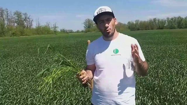 Как побороть Эгилопс? смотреть онлайн