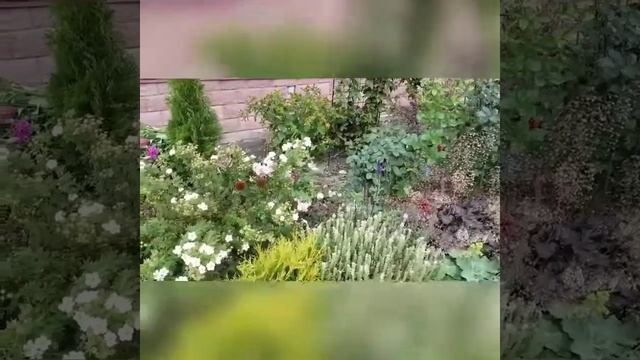 Мой сад в начале октября. смотреть онлайн