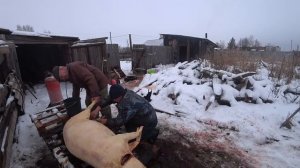 Колем поросят, расскажем как сохранить Русское авто