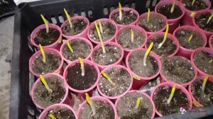 Чеснок через рассаду ждет посадку.