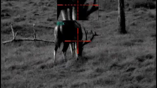 Digital night vision scope Yukon Sightline N450. Picture in Picture function. смотреть онлайн