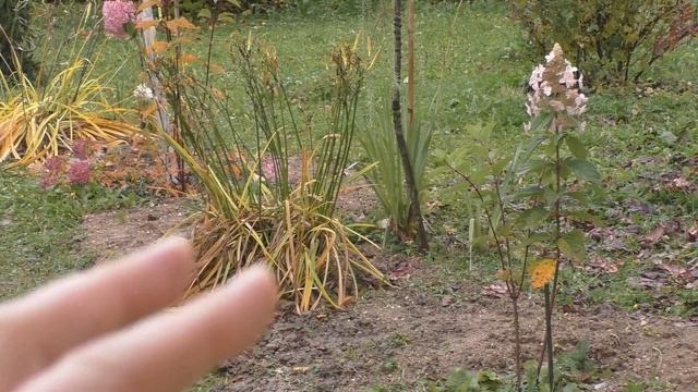 Лилейники - причины пересадки. смотреть онлайн