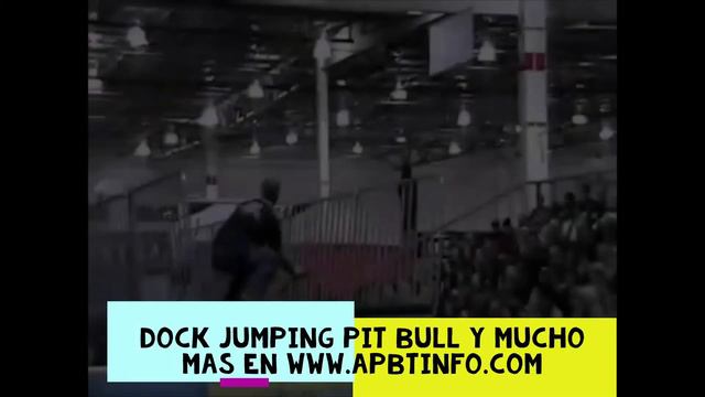 Pitbull Dock Diving смотреть онлайн
