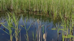 Ловля щуки на кружки летом. (часть 1) ловим щуку на живца дедовским способом. как легко поймать щук