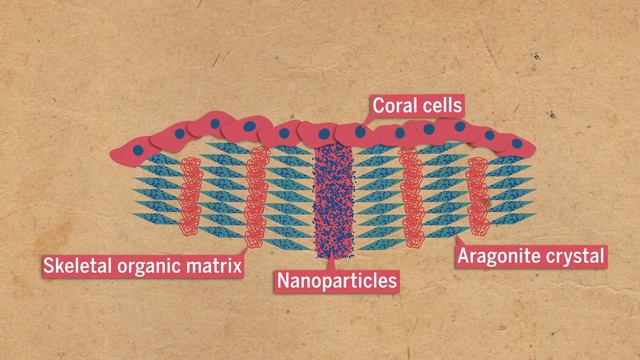 Corals can still grow their ‘bones’ in acid waters смотреть онлайн