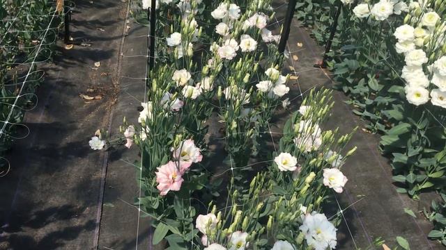 Detweiler Homestead Farm Lisianthus Rows смотреть онлайн