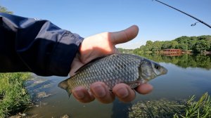 Мормышинг. Ультралайт. Рыбалка 2023. Ловля на пруду.