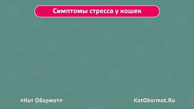 Стресс у кошек: симптомы и лечение