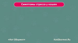 Стресс у кошек: симптомы и лечение