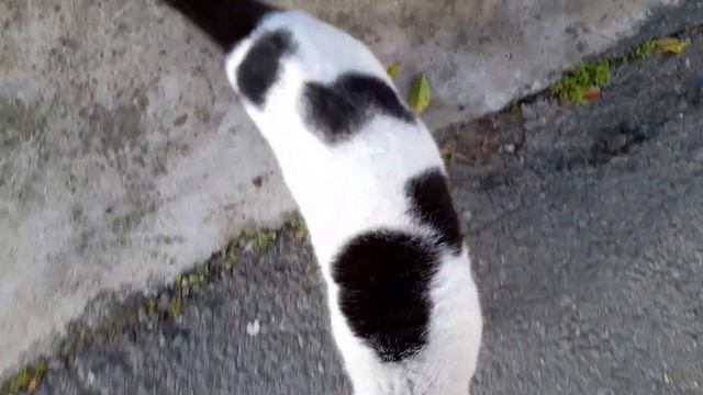 i love u catty i have to go work i play u again tomorrow see u смотреть онлайн