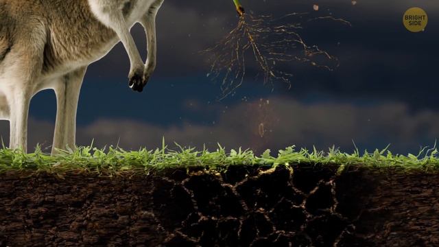 No Country Wants to See This Bug, Here's Why смотреть онлайн