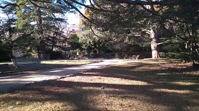 Сосна крымская или  Палласа (Pinus nigra subsp. pallasiana)  и Сосна Сабина (Pinus sabiniana) в Вор смотреть онлайн